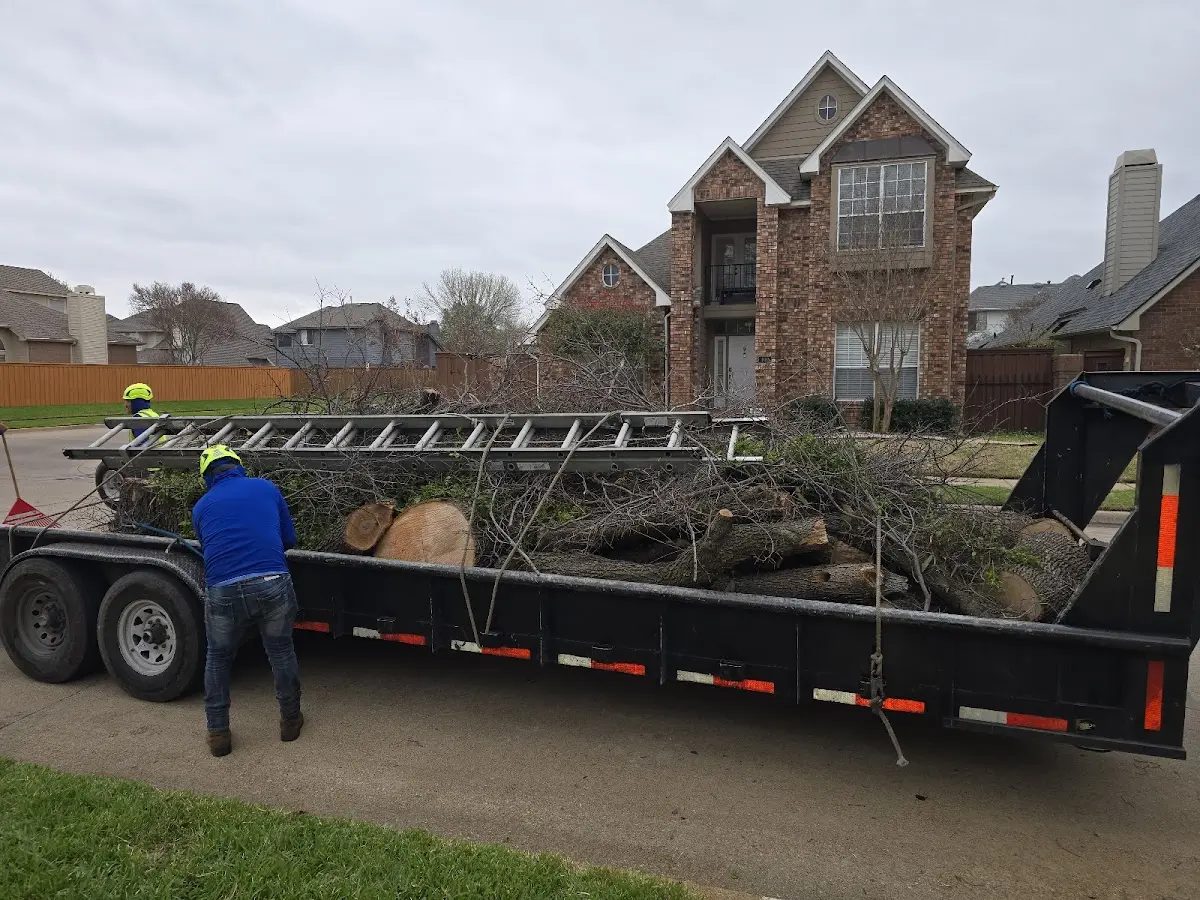 Expert Tree Removal with proper safety equipment in Canaan